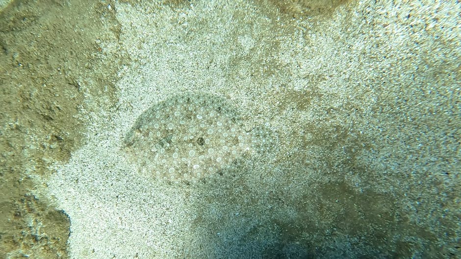 A close-up underwater photograph showing a round, flat sea urchin with a spiny surface blending with the sandy ocean floor. The surrounding sand has a textured appearance with small pebbles and grains