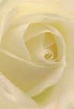 Imagine sitting quietly in a sunlit corner of Tooting, holding this creamy white rose as it opens towards you-a study in tranquility and gentle artistry. The petals, soft as early morning mist, unfurl in a perfect spiral, their delicate surfaces touched by light that filters through in subtle, honeyed tones. Shadows curl softly between the ivory layers, giving the bloom a sense of depth and private wonder, as if you could disappear into its fragrant heart. The peaceful mood is palpable-like the hush that settles over a local park after rain, or the tender grace found in a thoughtful gift offered just when words fall short. As a Tooting florist, I recognize this rose as the purest symbol of respect, admiration, or the promise of new beginnings-ideal for marking life's turning points, comforting a neighbour, or celebrating a fresh start. Its understated scent lingers in the imagination, and the careful, artistic composition reflects the heartfelt service that local residents have come to expect, making it a truly meaningful flower for every occasion.